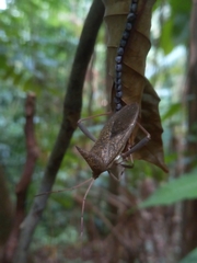 Aspilosterna albovittata