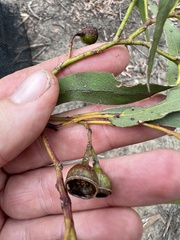 Eucalyptus leucoxylon connata