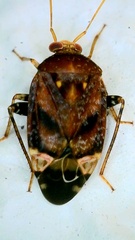 Wekamiris auropilosus
