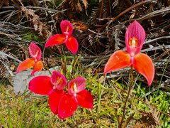 Disa uniflora