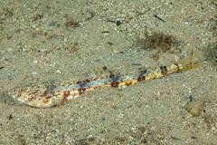 Synodus dermatogenys