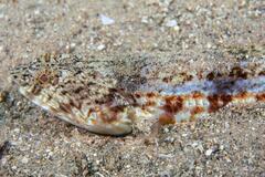 Synodus dermatogenys