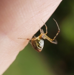 Theridion pyramidale