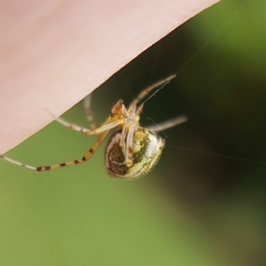 Theridion pyramidale