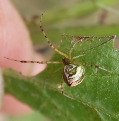 Theridion pyramidale