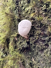 Lycoperdon subincarnatum