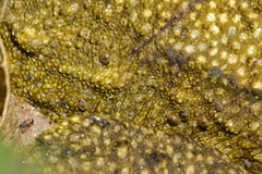 Archaeocroton sphenodonti