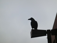 Corvus macrorhynchos japonensis