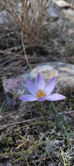 Crocus dalmaticus