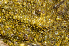 Archaeocroton sphenodonti