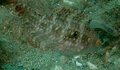 Pteragogus enneacanthus