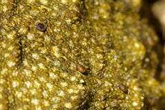 Archaeocroton sphenodonti