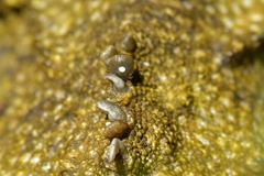 Archaeocroton sphenodonti