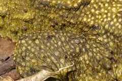 Archaeocroton sphenodonti