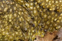 Archaeocroton sphenodonti
