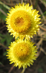 Helichrysum decorum