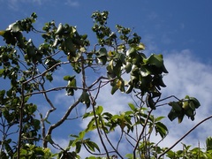 Arthroclianthus sanguineus