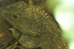 Archaeocroton sphenodonti