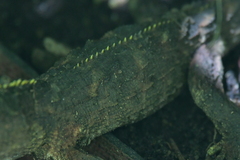 Archaeocroton sphenodonti