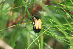 Campsiura mirabilis