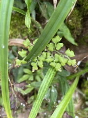 Lygodium japonicum