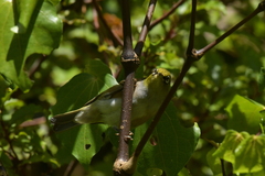 Zosterops lateralis lateralis