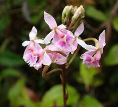 Epidendrum calanthum