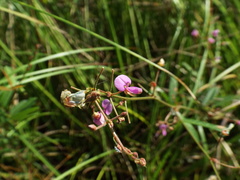 Desmodium glabellum