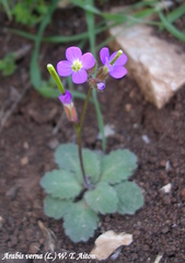 Arabis verna