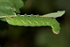 Peridea anceps