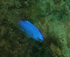 Pomacentrus australis