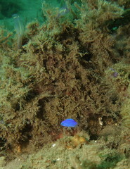 Pomacentrus australis