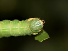 Peridea anceps