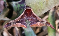 Holocerina smilax