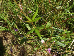 Desmodium glabellum