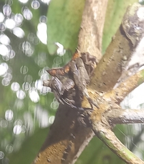 Parawixia