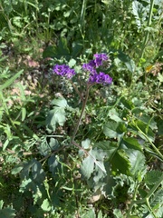 Phacelia crenulata