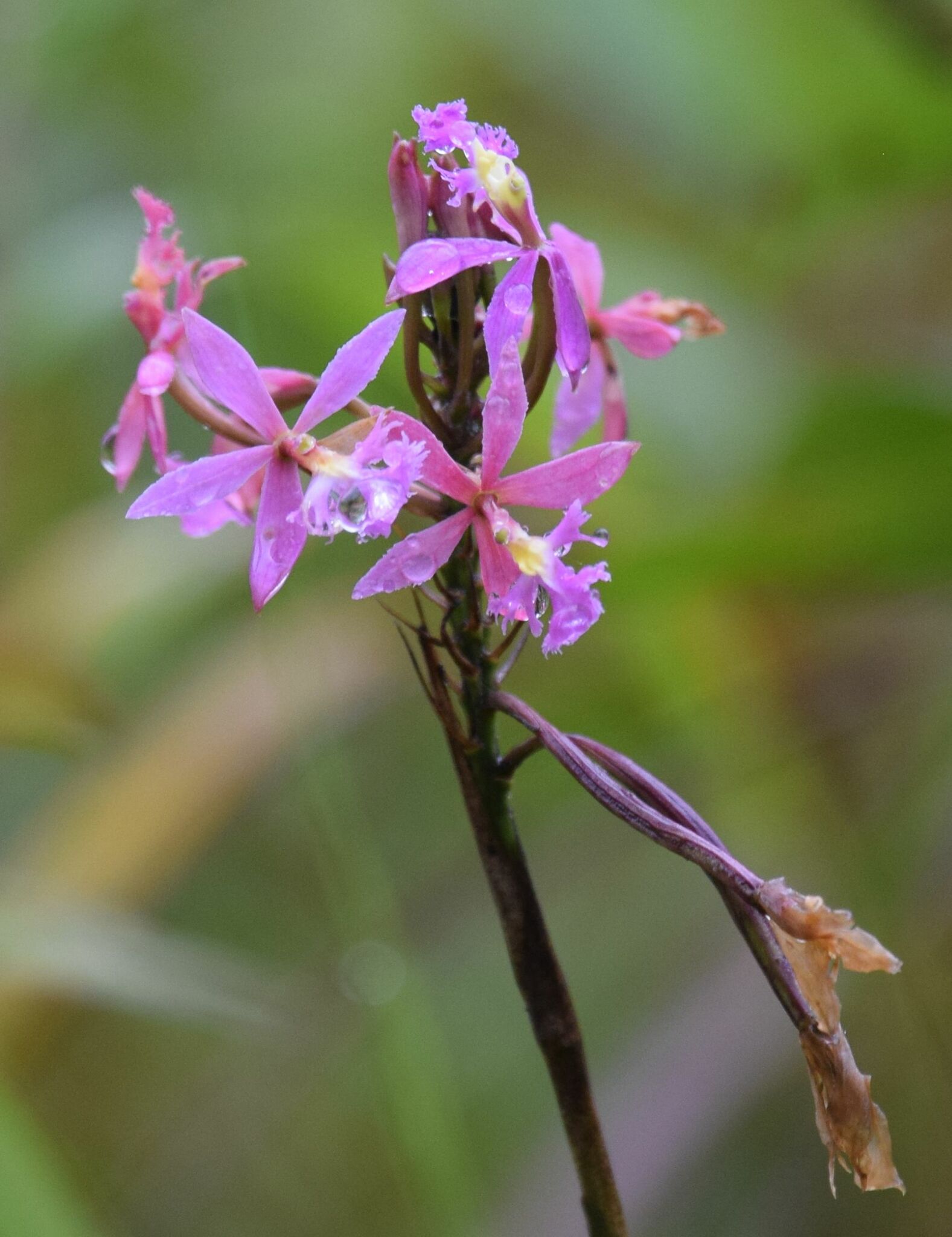 Epidendrum mimopsis Hágsater & Dodson 3