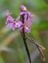 Epidendrum secundum