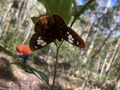Chaetocneme denitza