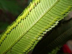 Ptisana attenuata