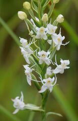 Habenaria monorrhiza