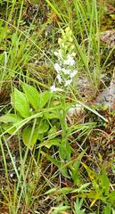 Habenaria monorrhiza