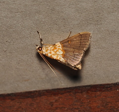 Agrotera basinotata