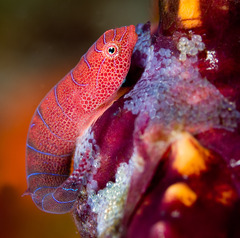 Cochleoceps bicolor