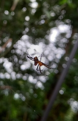 Leucauge fastigata