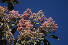 Strobocalyx arborea