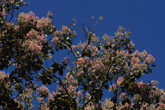 Strobocalyx arborea