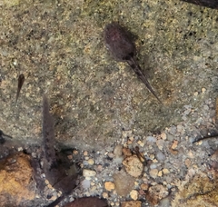 Quasipaa exilispinosa