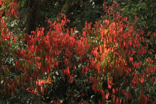 Image of Hydnocarpus pentandrus by (c) madhavan a.p, some rights reserved (CC BY)